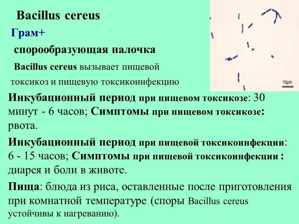 Микроорганизмы образующие споры. Bacillus Cereus таксономия. Бациллы цереус Bacillus Cereus. Палочка цереус (Bacillus Cereus). Bacillus Cereus микробиология.
