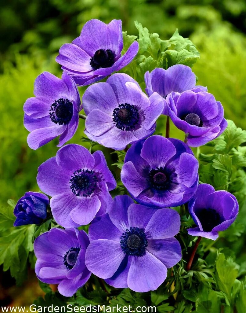 Анемона coronaria Mr. Fokker. Анемона корончатая Мистер Фоккер. Анемона корончатая (Anemone coronaria). Анемона корончатая сент Бриджит. Анемона цветок многолетник