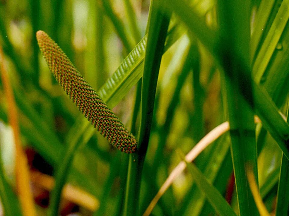 Стали аира. АИР обыкновенный (Acorus Calamus l.). АИР болотный (Acorus Calamus). АИР обыкновенный корневища. АИР болотный (ирный корень).