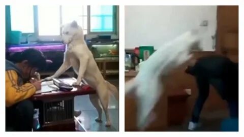 Уроки собака видео
