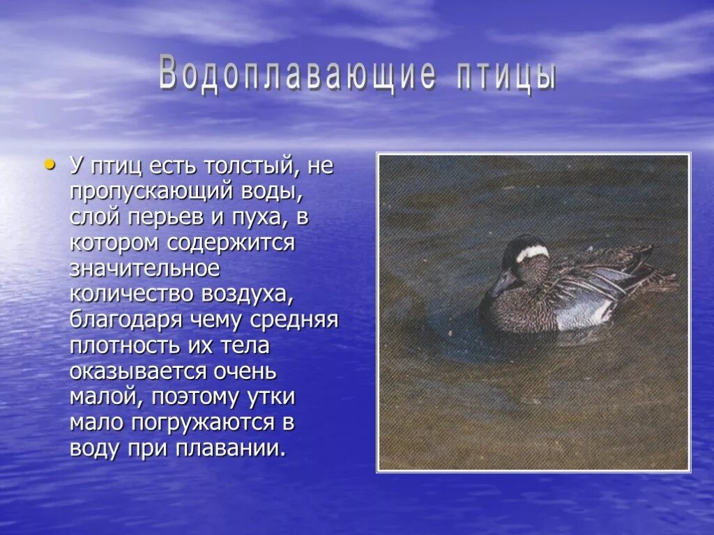 Водоплавающей птицей является