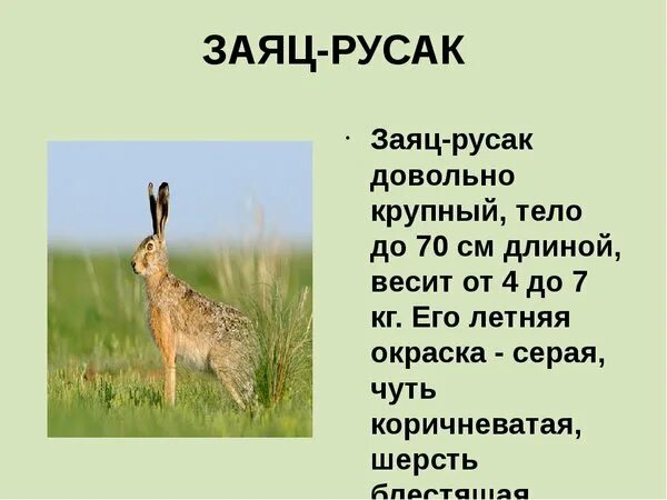 Животные красной книги брянской области. Доклад про животных 3 класс. Животные и их описание. Животные брянской области занесенные в красную книгу. Рассказ о животных родного края.