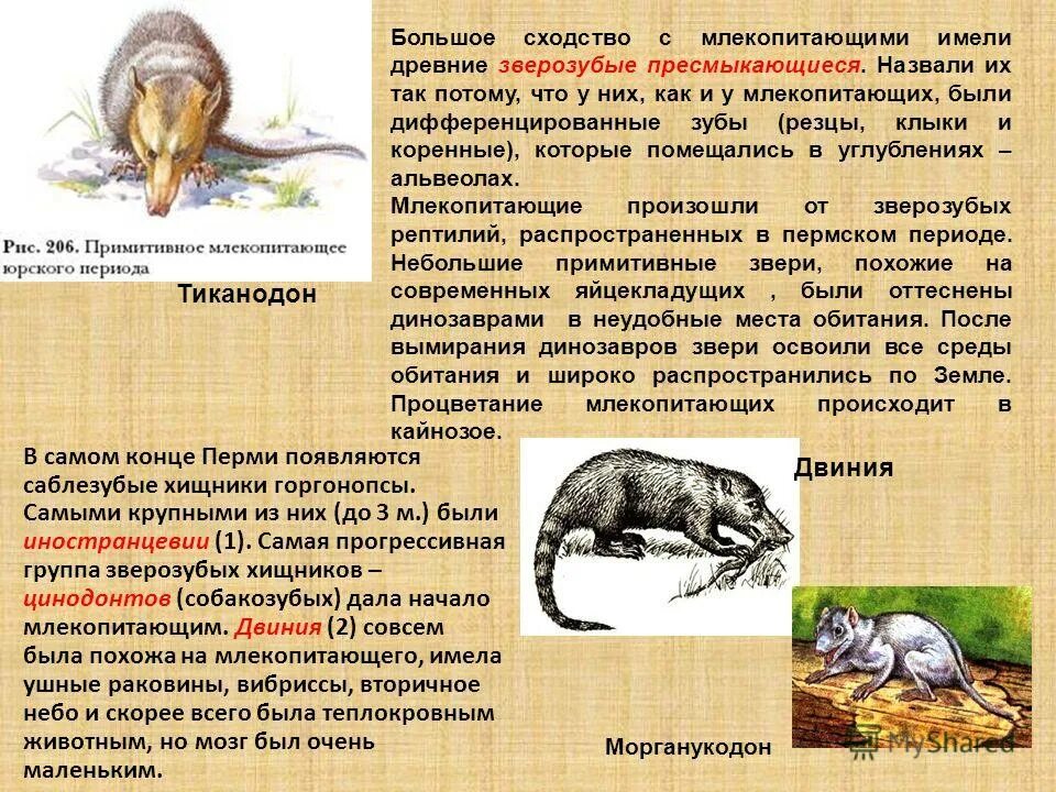 Высокое происхождение животного. Звери млекопитающие. млекопитающие животные презентация. происхождение млекопитающих. появление млекопитающих.