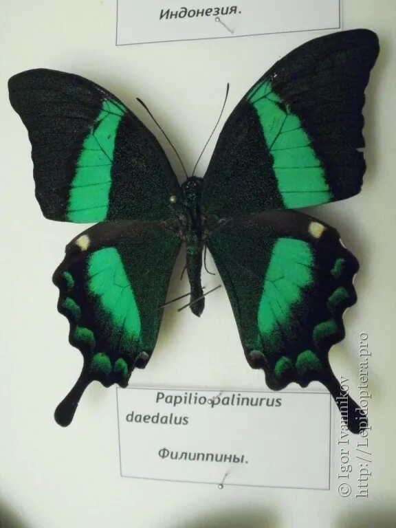 Пол у самок бабочки. Papilio Palinurus куколка. Бабочка парусник Палинур. Бабочка Палинур куколка. Парусник Палинур гусеница.