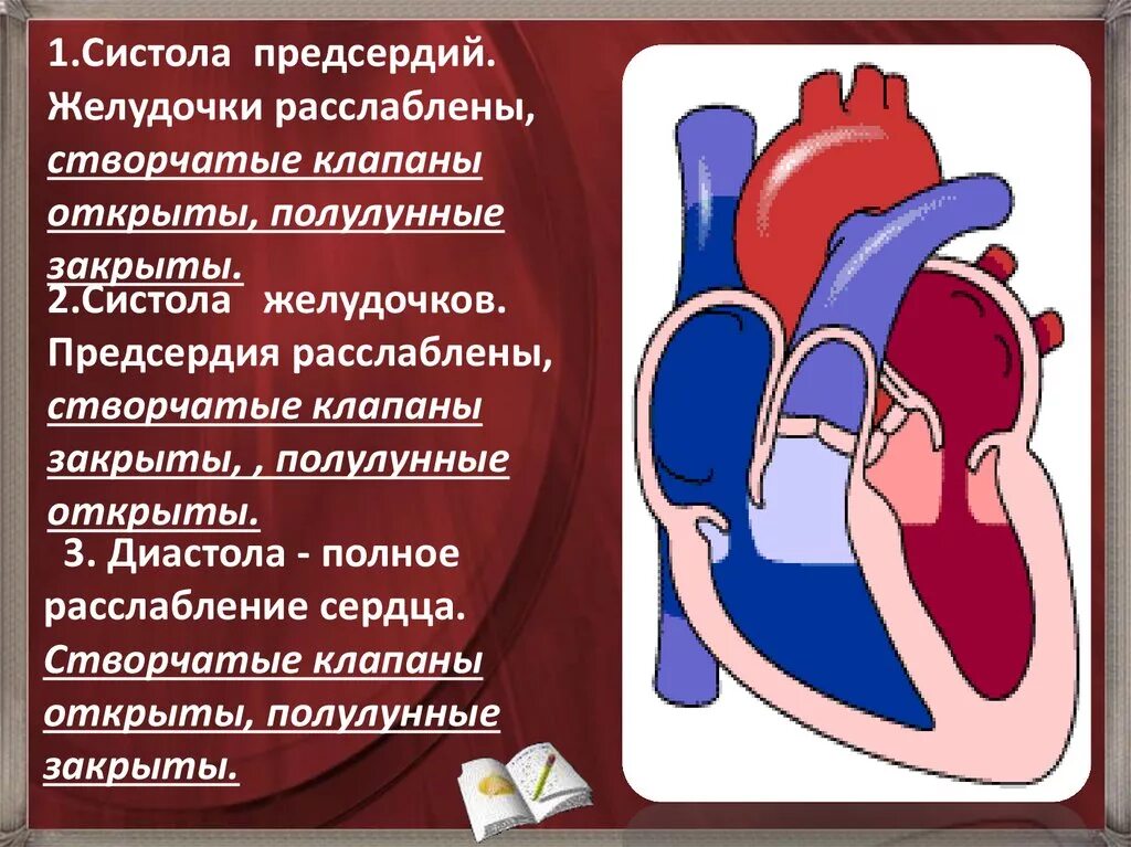 Во время систолы предсердий полулунные клапаны открыты. Систола предсердий створчатые клапаны. Систола желудочков створчатые клапаны. Систола предсердий предсердия. Систола предсердий и желудочков.