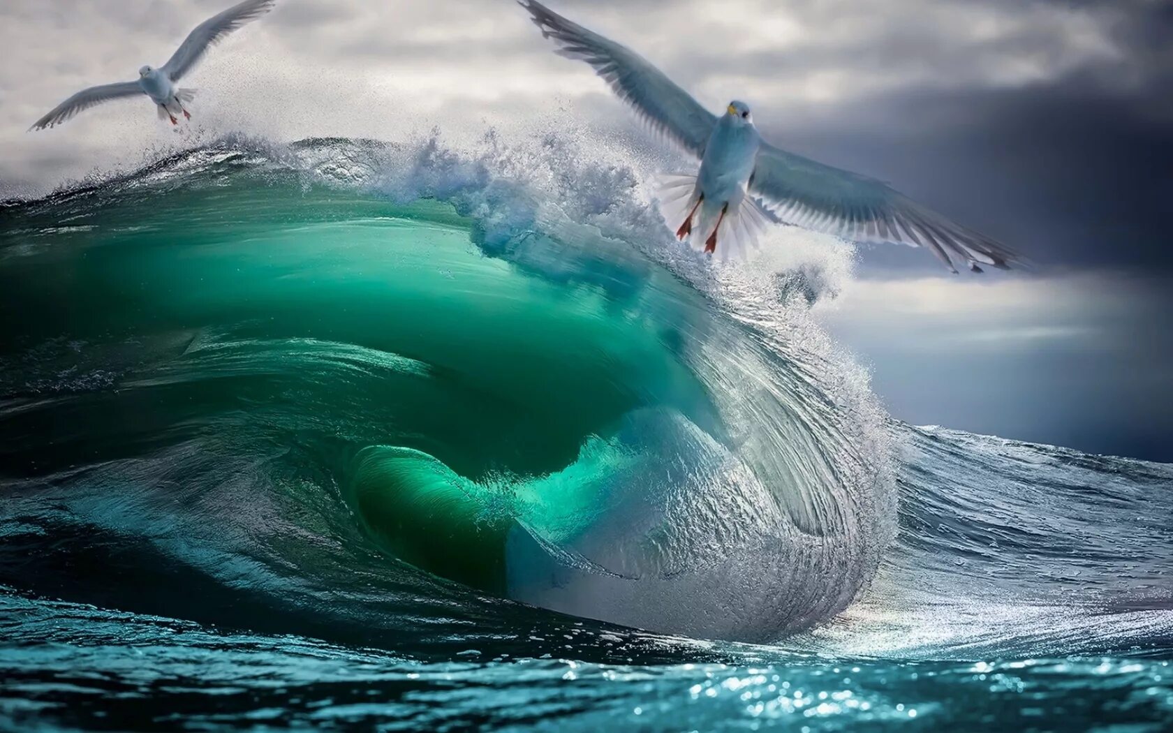 Птицы над океаном. Море волны Чайки. Море волны птицы. Птица над волнами.