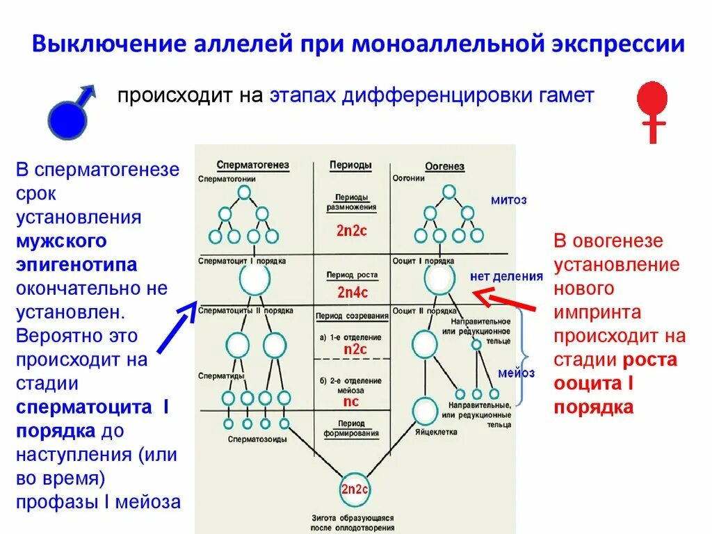 Образуются редукционные тельца. Механизм геномного импринтинга. Геномный импринтинг это в генетике. Болезни геномного импринтинга. Б образуются направительные клетки