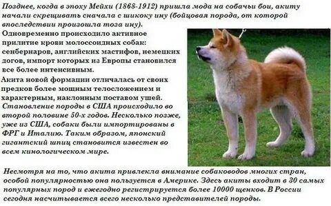 Акита собака описание