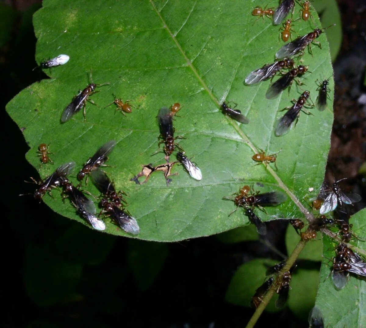 Нашествие муравьев с крыльями. Сервиформика руфибарбис матка. Самки муравьев с крыльями. Как избавиться от летающих. Нашествие крылатые муравьи.