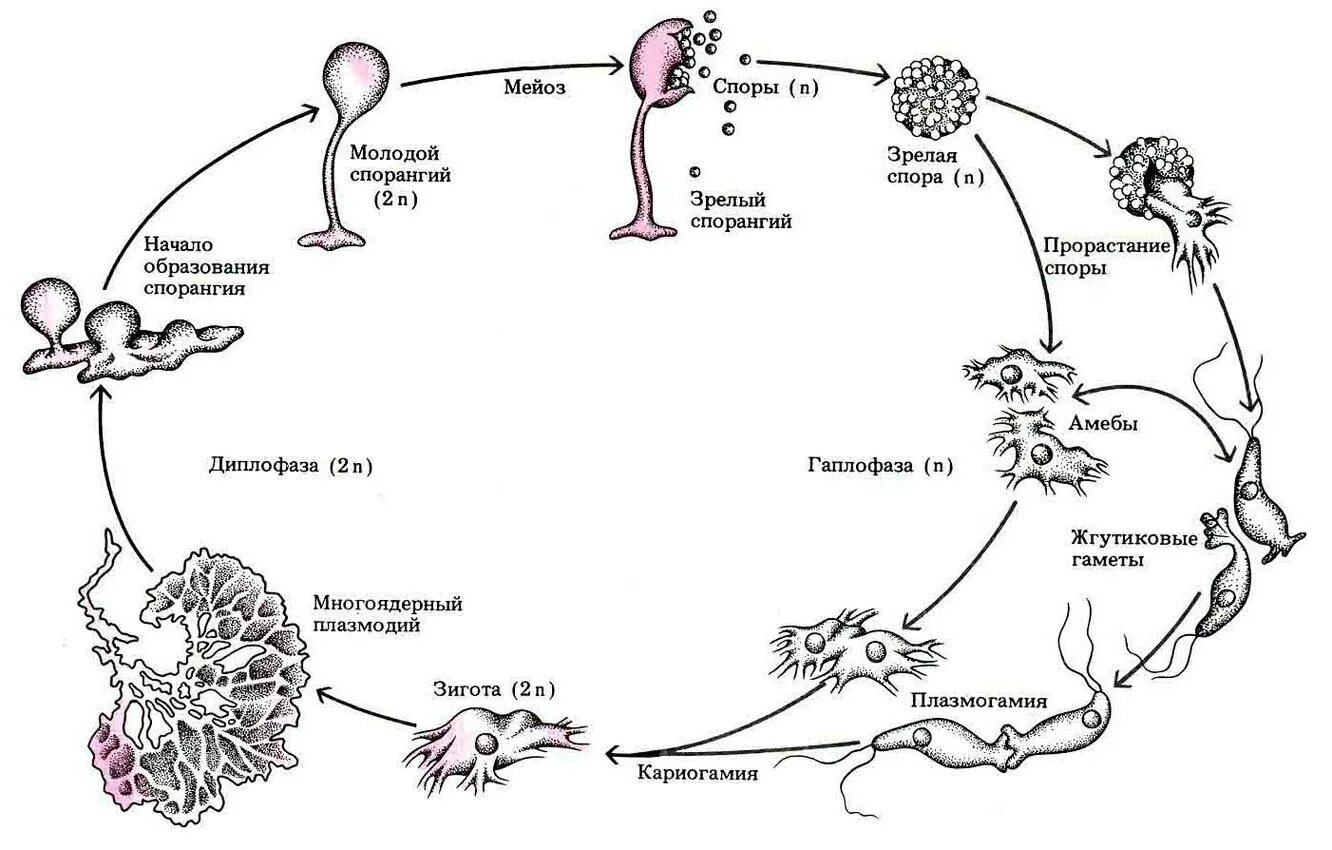 Жизненный цикл лишайника схема. Миксомицеты жизненный цикл. Цикл развития лишайников схема. Цикл развития слизевиков.