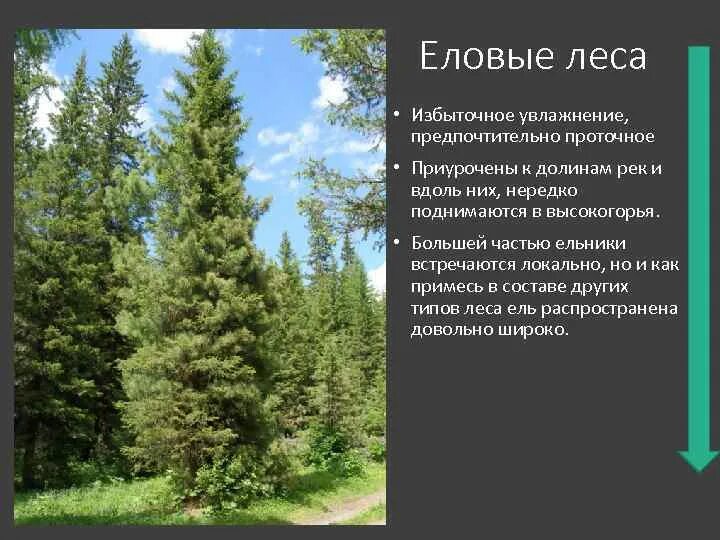 Характеристика лесов. Характеристика елового леса. Характеристика еловых лесов. Еловый лес характеристика. Какие растения характерны для елового леса