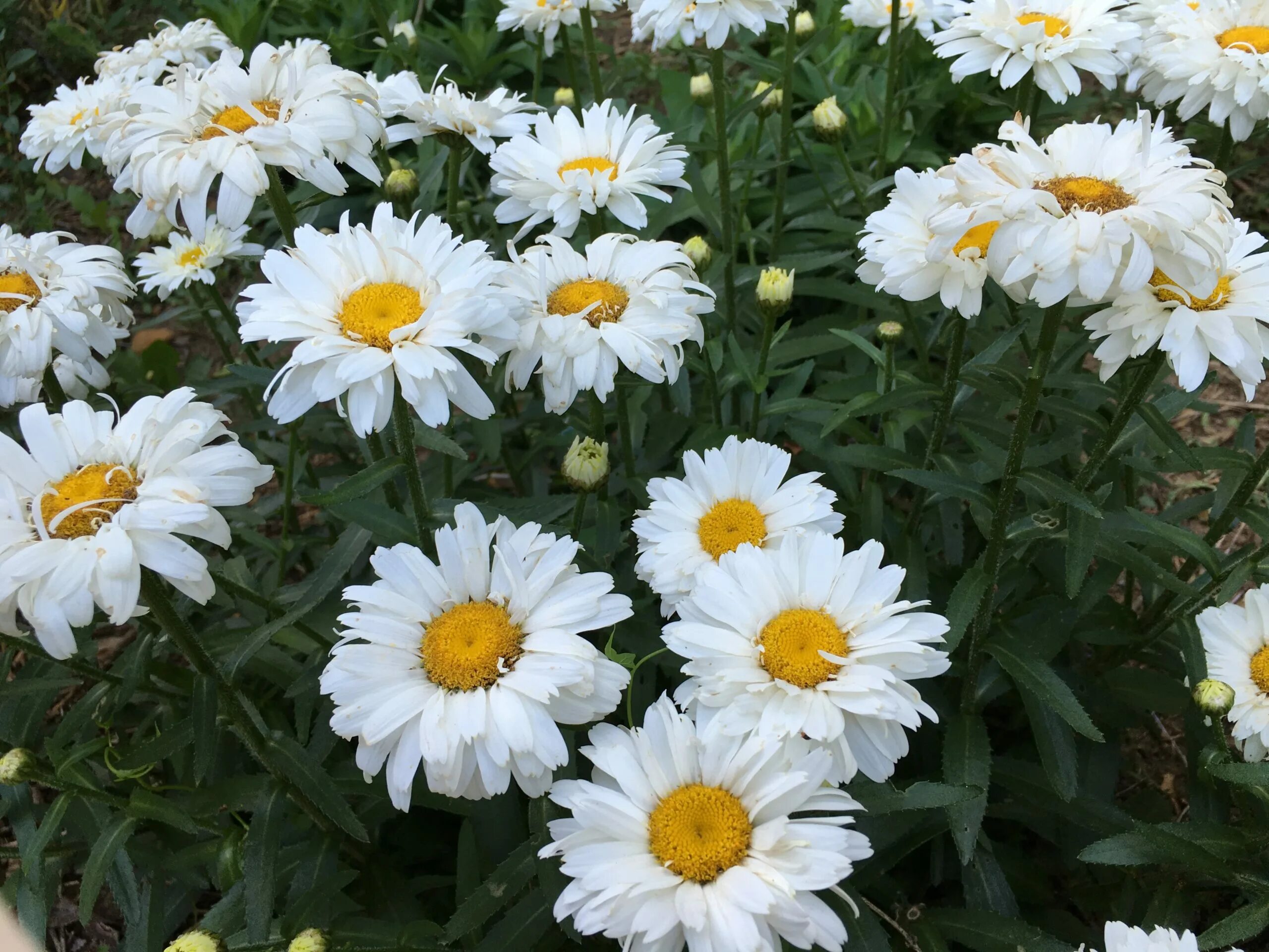 Садовые ромашки посадка. Леукантемум нивяник. Нивяник шаста. Нивяник (leucanthemum) crazy daisy. Садовые ромашки посадка.