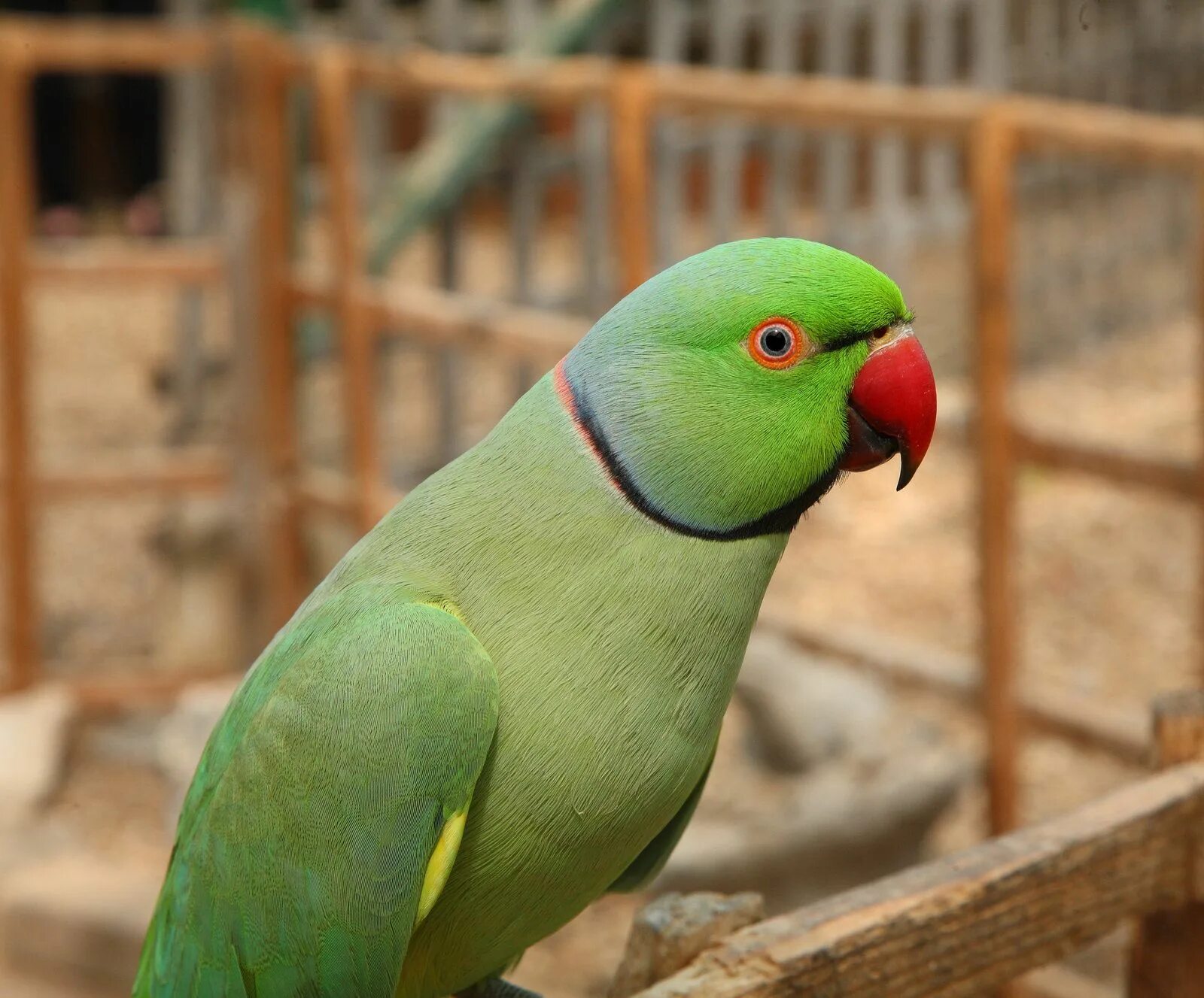 Ожереловый видео. Ожереловый попугай. Ring necked Parakeet попугай. Ringneck Parrot. Александрийский попугай.