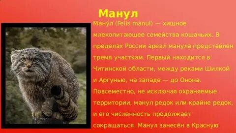 Манул сообщение о животном 4 класс