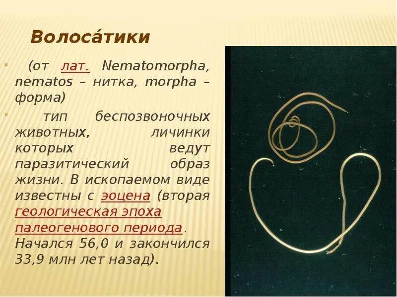 Ковид в 24 году. Волосатики круглые черви представители. Волосатики строение.