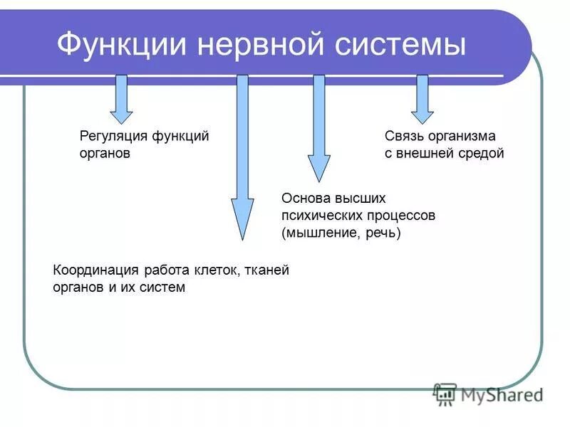 Нервная система 9 класс презентация. Функции нервной систием. Нервная система органы и функции. Нервнаясисиема функции. Функции нервной системы человека.