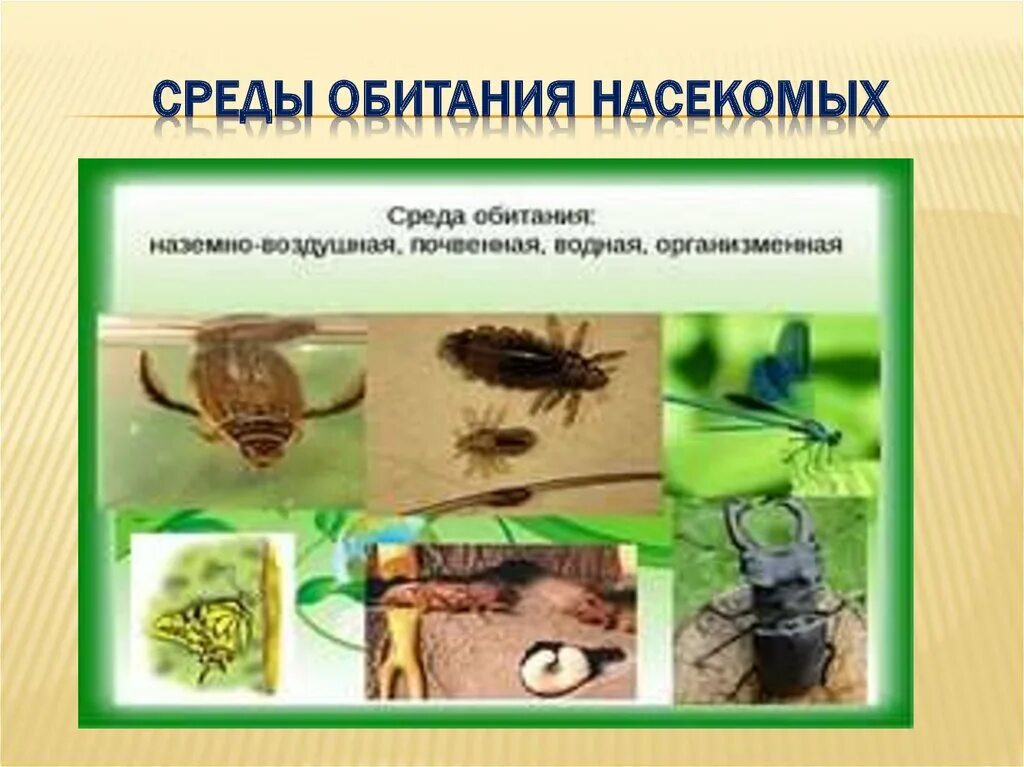 Место обитания насекомых таблица. Среда обитания насекомых. приспособления насекомых. класс насекомые среда обитания. приспособления насекомых к среде обитания.