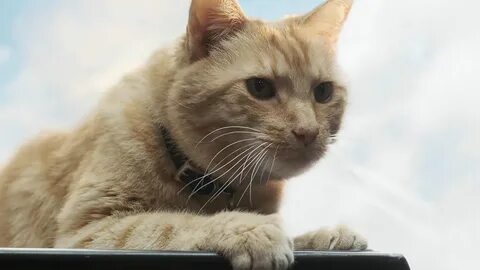 But the cat in Captain Marvel isn't a cat at all. 