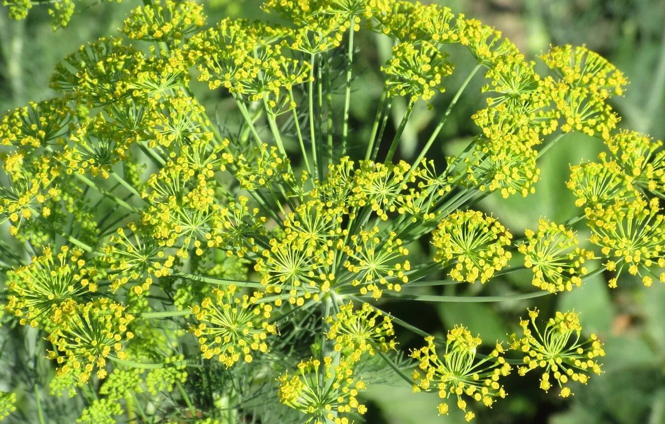Укроп зонтик. Фенхель растение. Аспарагус перистый. Укроп кибрай. Фенхель сорняк.