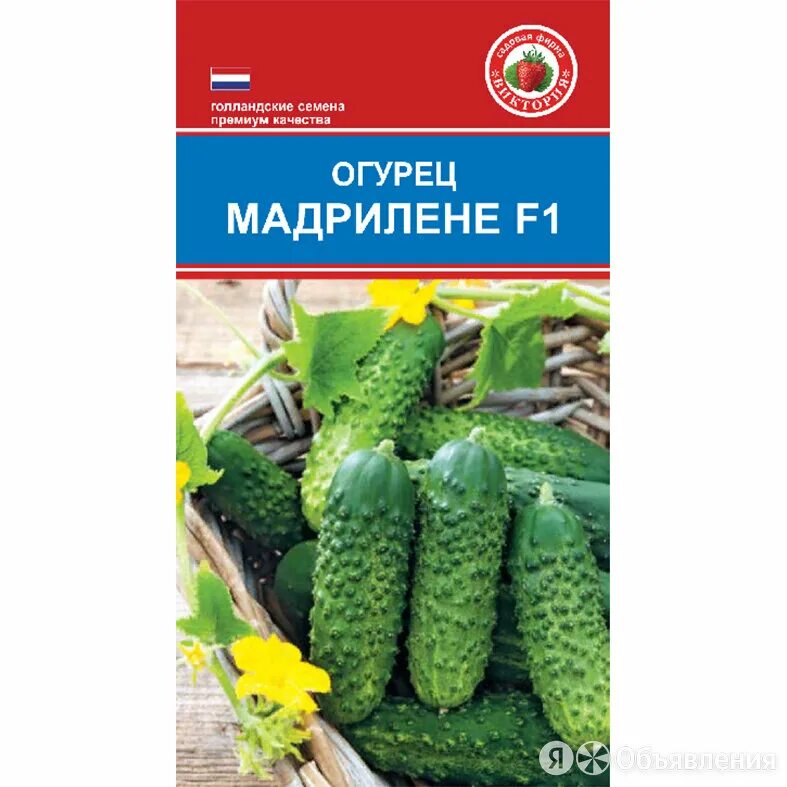 Огурцы сорт мадрилене описание. Огурец мадрилене семена. Сорт огурца мадрилене. Семена огурцов мадрилен. Семена огурцов мадрилен.