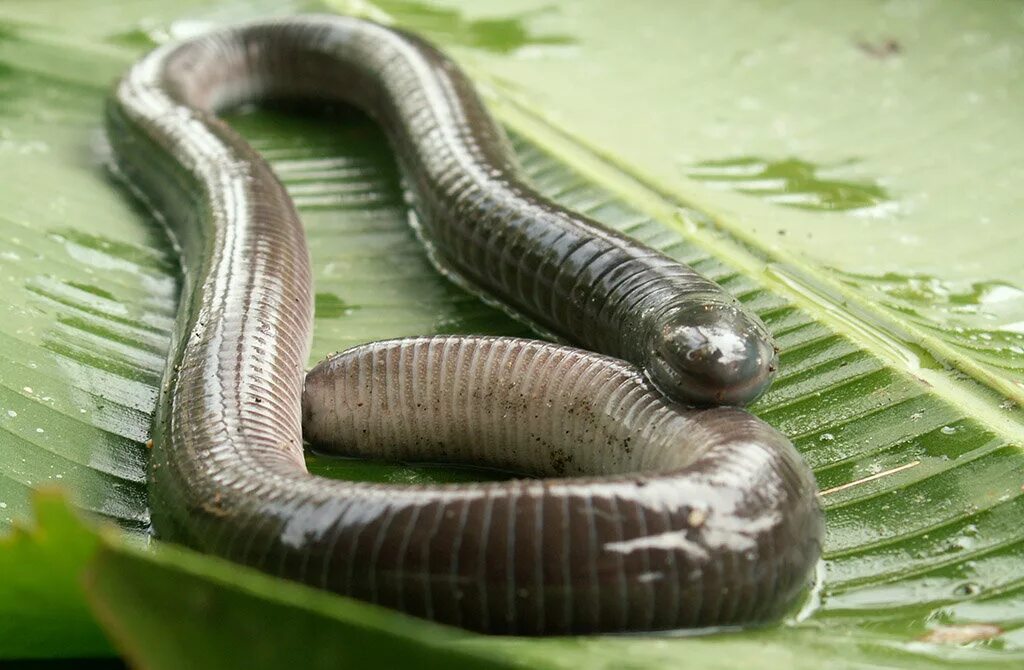 земноводные безногие червяга. земноводные кольчатая червяга. отряд безногие земноводные червяги. червяга амфибия. безногие земноводные червяги.