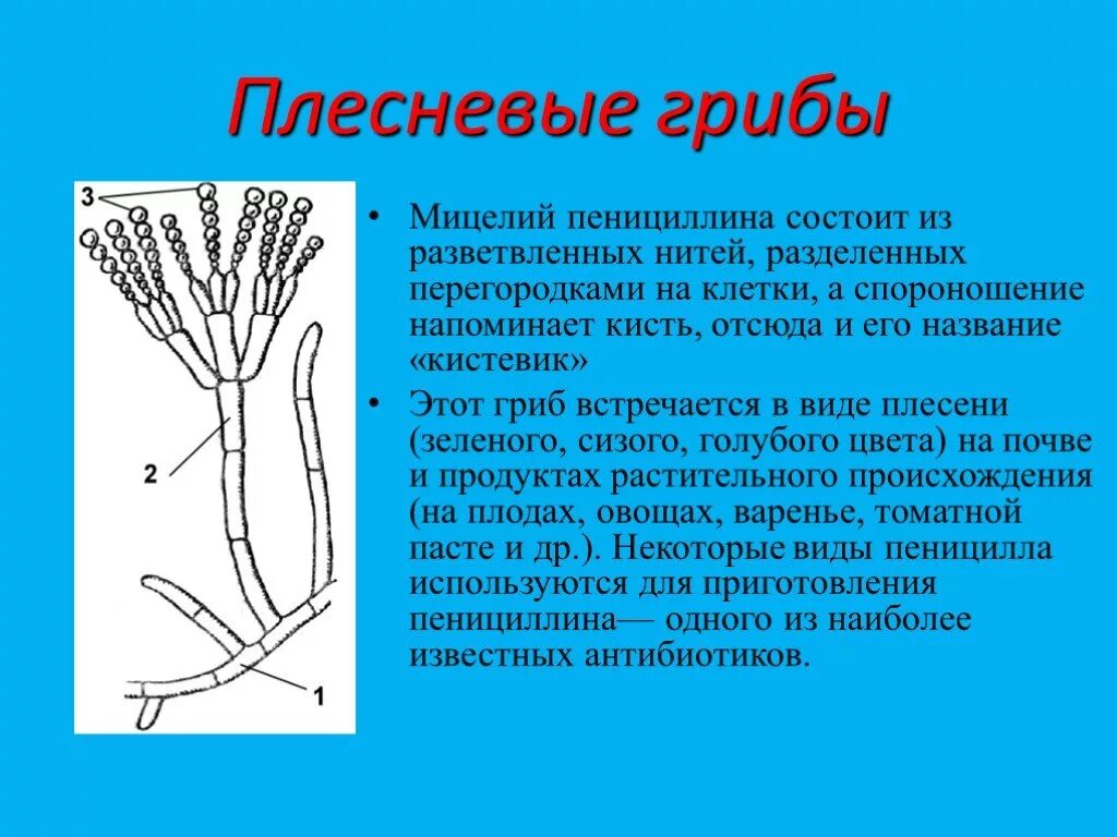 Презентация плесневые грибы 7 класс биология. Гриб пеницилл строение. Пенициллин гриб строение. Плесневые грибы пеницилл. Плесневой гриб пеницилл.