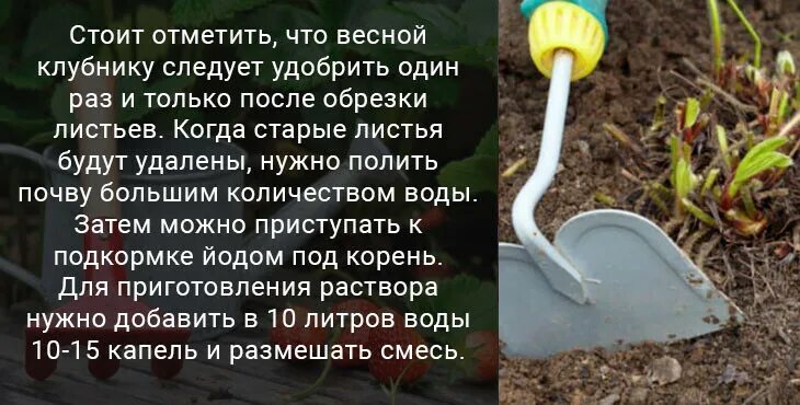 Можно подкормить клубнику селитрой весной. Подкормка клубники весной. Подкормка клубники весной для большого урожая. Удобрение для земляники весной. Весенняя подкормка клубники ранней весной.