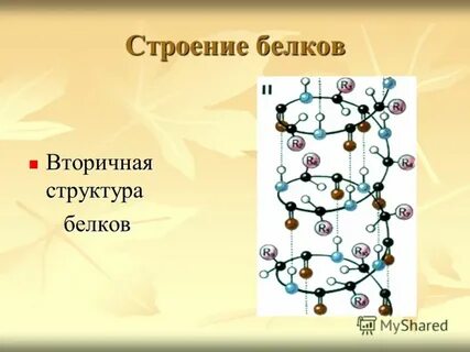 Углерод белок