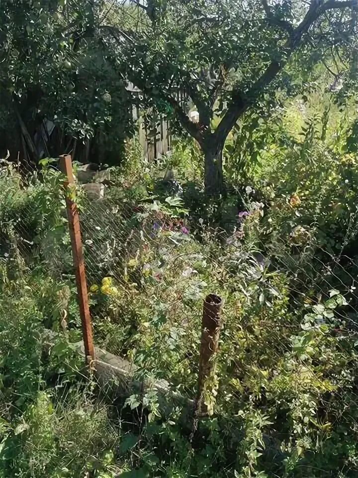 Сад ягодка поселок володарского. Сады володарского. Садик ягодка володарского. Сады володарского. Сады володарского.