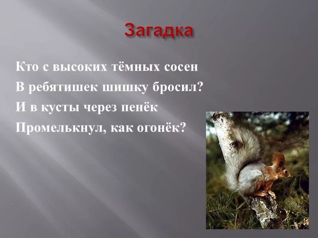 Пенек загадка. Загадка про пенек. Загадка про пенек для детей. Загадка про пень. Загадка про пень для детей.