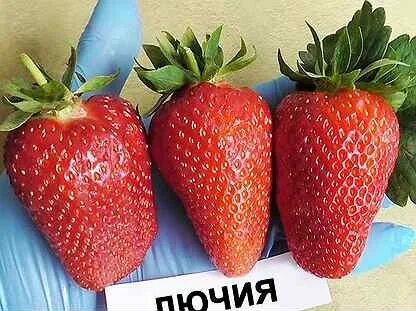Лючия клубника описание