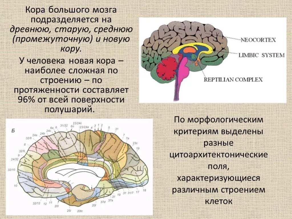 Появление коры мозга. Строение древней коры головного мозга.