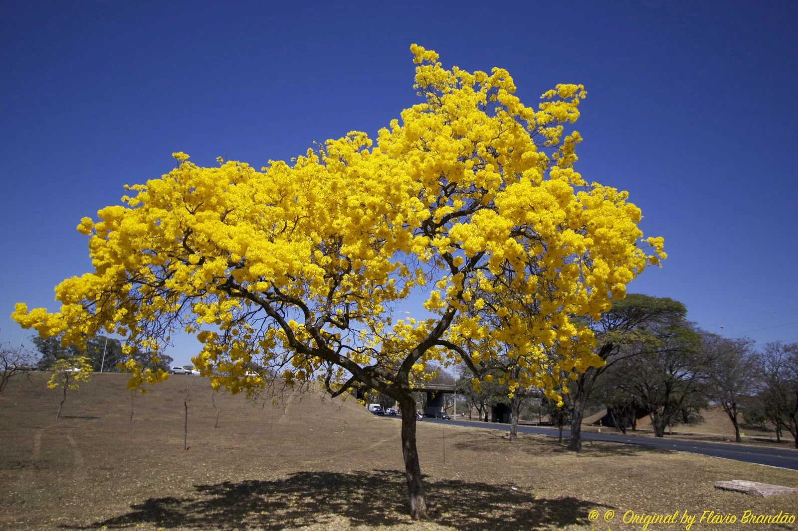 Золотистая табебуйя Парагвай. Табебуйя дерево. Golden tree