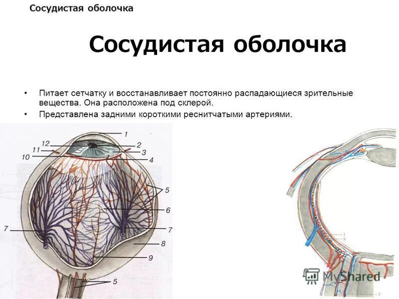 Характеристика сосудистой оболочки