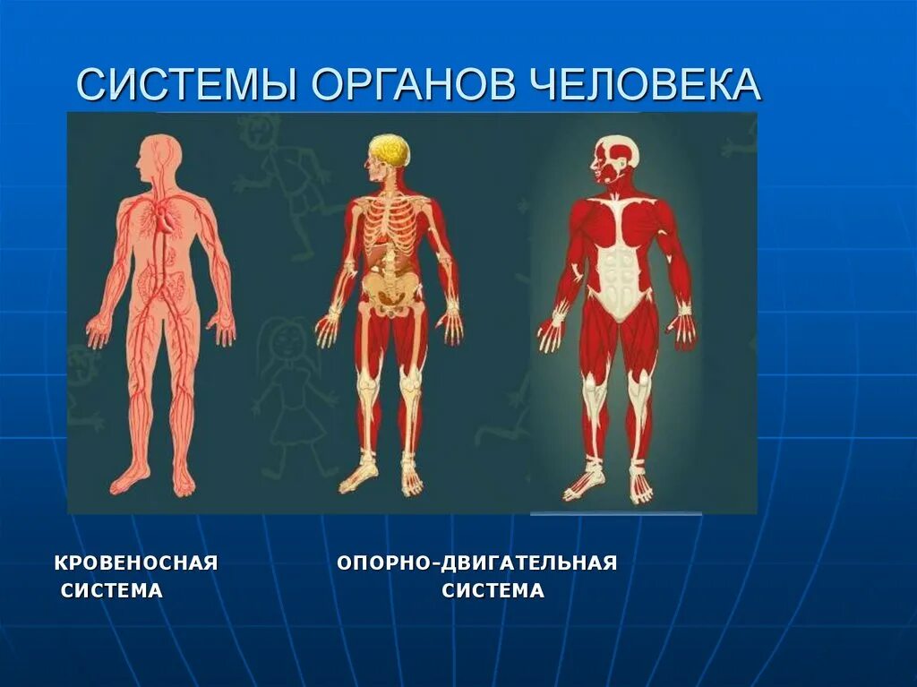Основные системы органов человека 5 класс. Систамаорганов человека. Системы органовмчелопвека. Человек в системе.