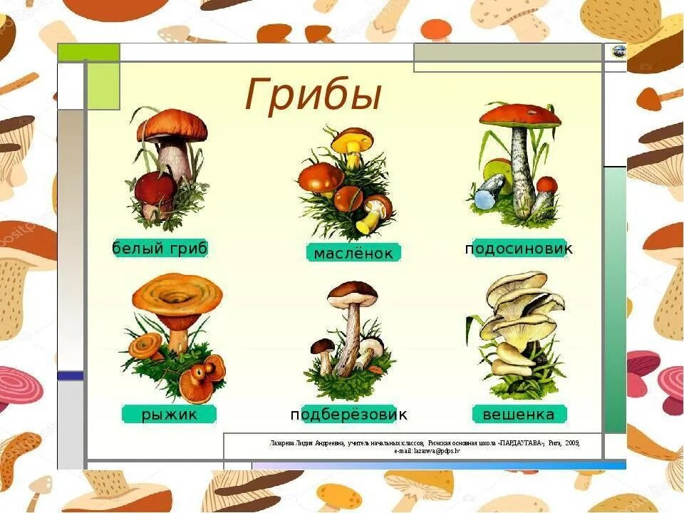 Окружающий мир 3 класс узнай грибы. Съедобные грибы и несъедобные грибы названия. съедобные и несъедобные грибы 5 класс биология. грибы съедобные и несъедобные задания для детей.