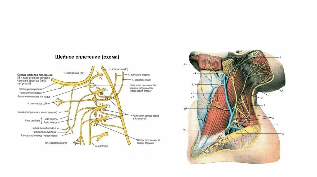 Схема строения шейного сплетения вид спереди. Схема формирования шейной петли. Шейное сплетение анатомия топография. Шейное сплетение нервы анатомия.