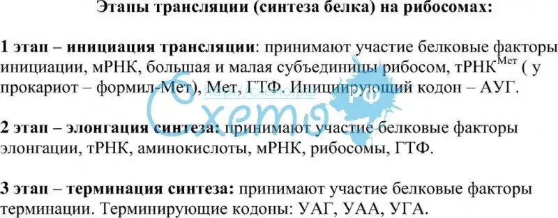 Таблица биосинтез белка 10 класс биология. Описать этапы синтеза белка. Биосинтез белка трансляция и транскрипция кратко таблица. Этапы биосинтеза белка этапы биосинтеза белка. Этапы биосинтеза белка.