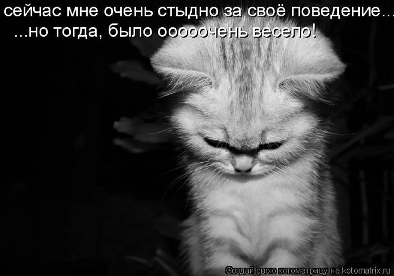 Не в обиду будет сказано. Мне очень стыдно за свое поведение. Грустный котик с надписью. Мне очень стыдно картинки. Открытка мне стыдно.