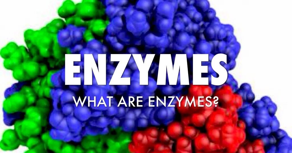 Пав энзимы. Enzymes. Enzymes надпись изображение. Enzymes in Medicine. Enzyme для чего.