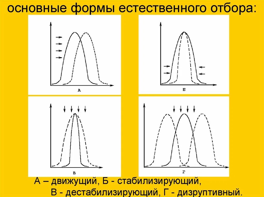 Какую форму отбора иллюстрирует данный рисунок. Виды естественного отбора дестабилизирующий. Стабилизирующий движущий и дизруптивный отбор. Формы отбора стабилизирующий дизруптивный дестабилизирующий. График дестабилизирующего отбора.