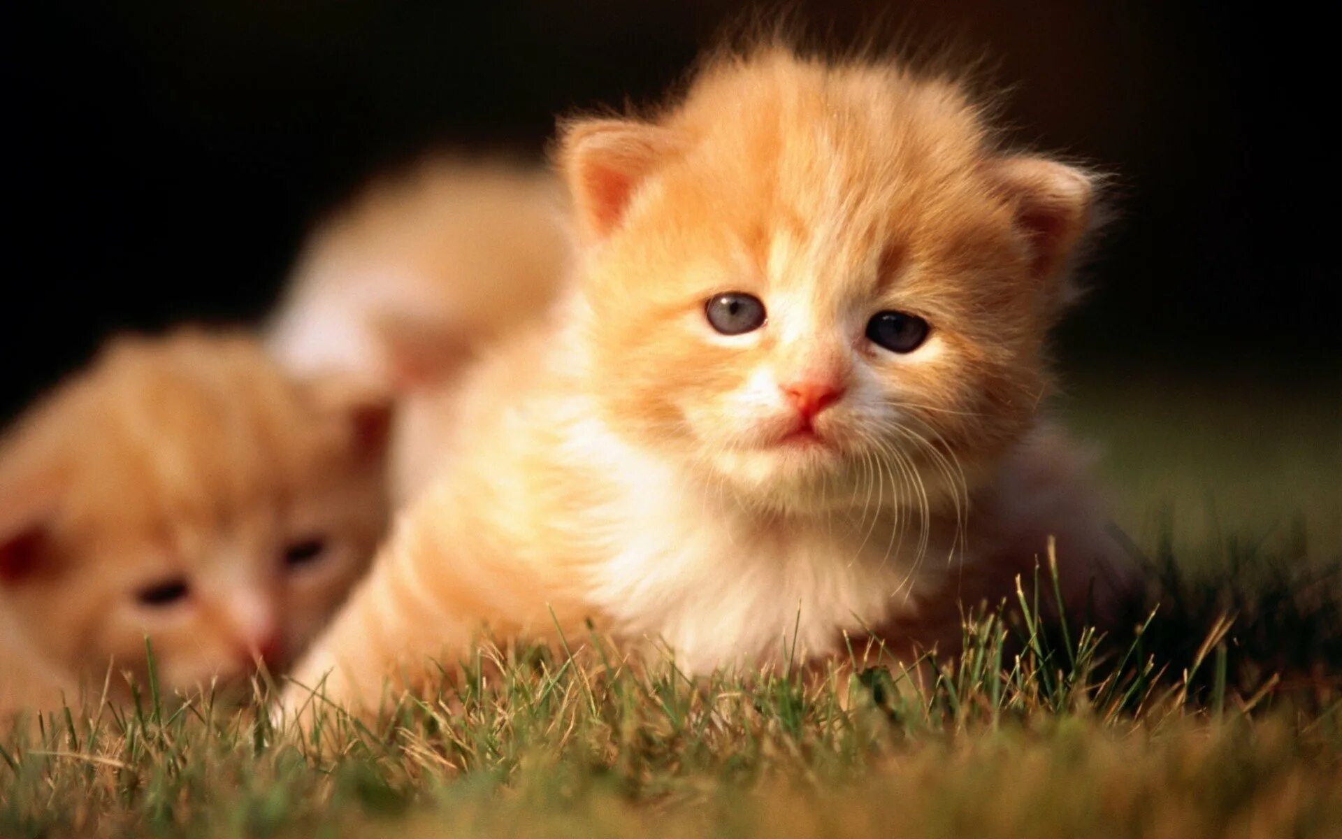 Маленькие картинки. Милые котики. Милые котятки. Рыжий пушистый котенок. Милый котенок.