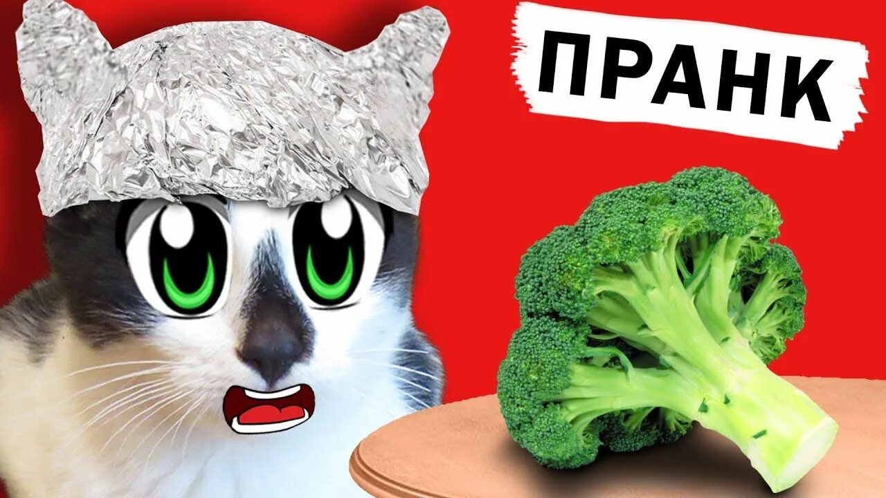 Анука давайка челленджи. Анука давайка. кот малыш анука давайка. кот мурка анука давайка. анука давайка пранки над котиками.