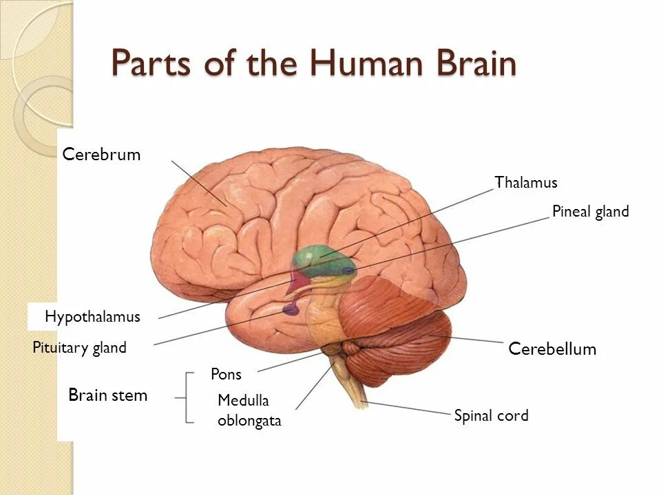 Want brains. Parts of the Brain. Human Brain Parts. Parts of Brain and their function. Brain functions.