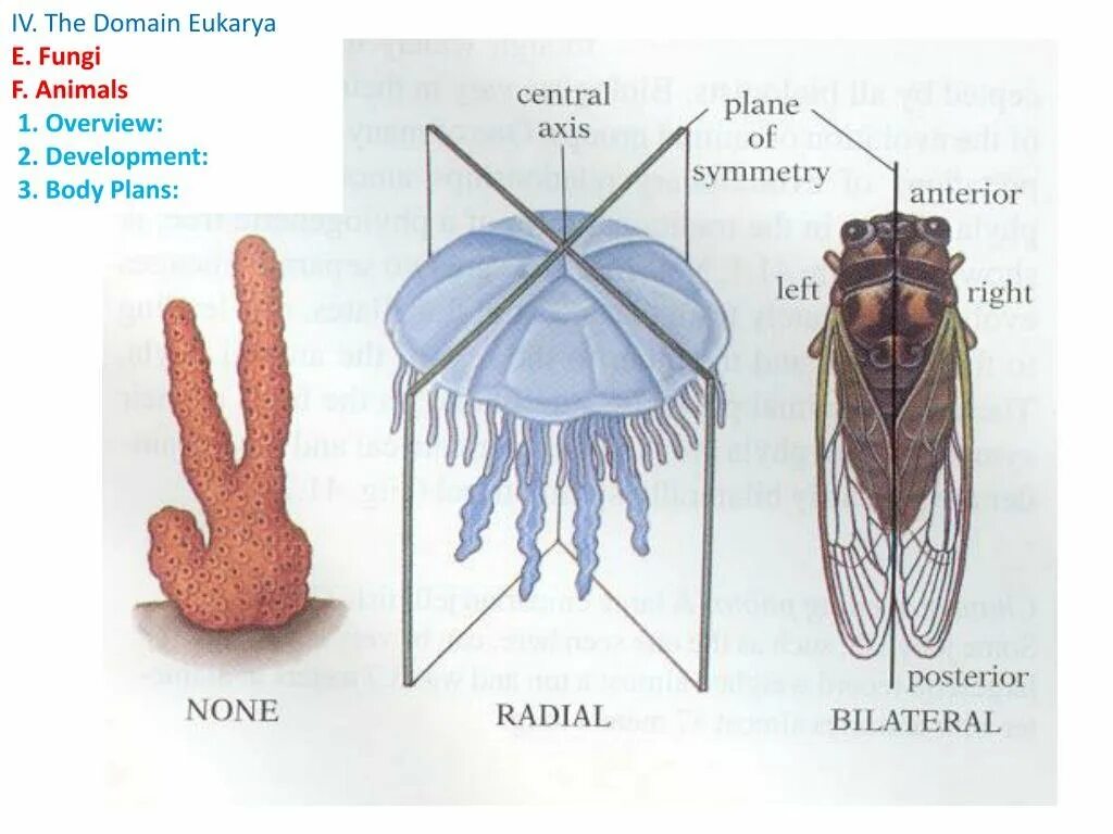 Билатеральная симметрия у животных. Двусторонняя симметрия у животных. Медуза симметрия тела. У медузы лучевая симметрия тела.