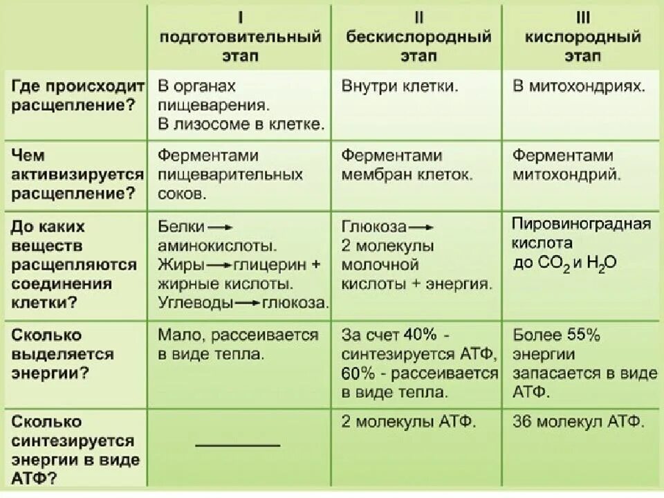 Участие кислорода в энергетическом обмене