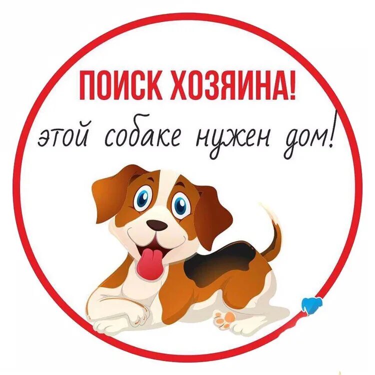 Нужно помочь собаке. Помогите собаке. Помогите оплатить передержку собак. Помогите оплатить передержку собак картинки. Щенок ищет дом.