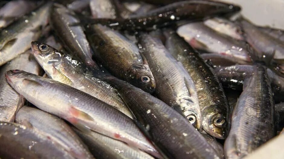 рипус что за рыба где водится. рипус и сиг. рыба семейства сиговых рипус. рипус рыба. рипус что за рыба где водится.