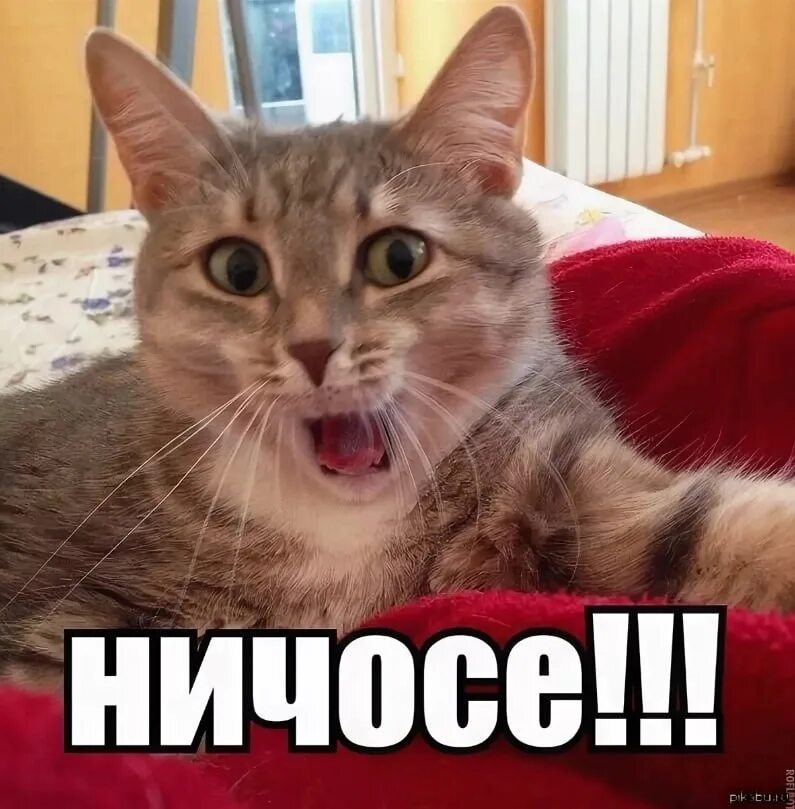 Что нибудь блять