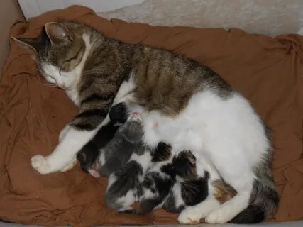 Включи кошки рожают
